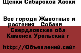 Щенки Сибирской Хаски - Все города Животные и растения » Собаки   . Свердловская обл.,Каменск-Уральский г.